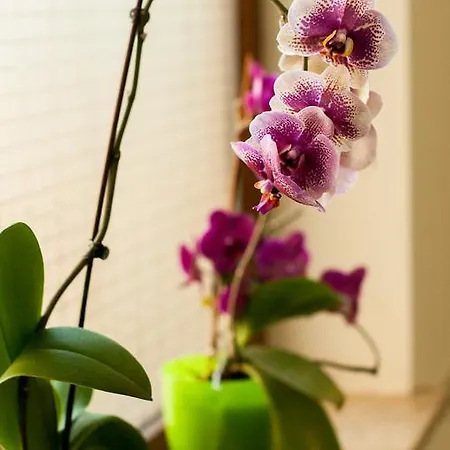 Complex Adal * אפורי נורד