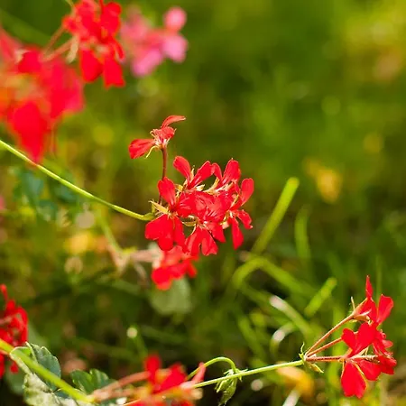 Complex Adal בקתה אפורי נורד