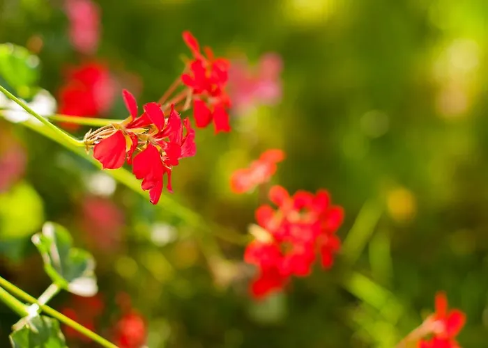 Complex Adal エフォリエ・ノルド