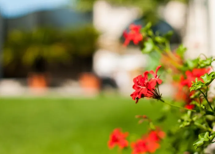 Complex Adal * エフォリエ・ノルド