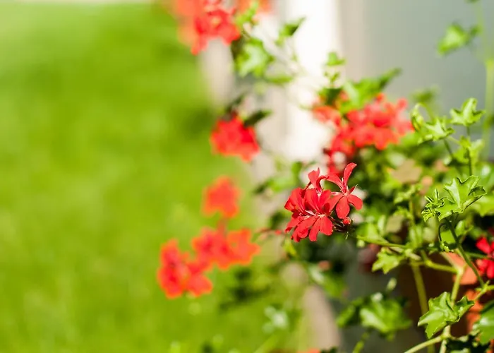 シャレー Complex Adal エフォリエ・ノルド