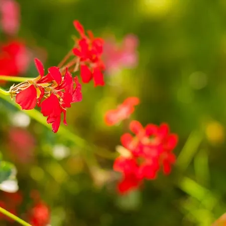 Complex Adal Eforie Nord