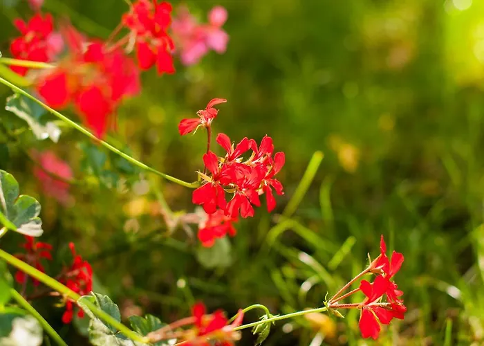 Complex Adal Alpesi faház Észak-Eforie